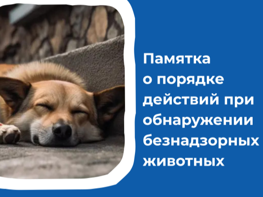 ПАМЯТКА  О ПОРЯДКЕ ДЕЙСТВИЙ ПРИ ОБНАРУЖЕНИИ БЕЗНАДЗОРНЫХ ЖИВОТНЫХ.
